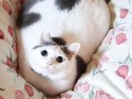 两个月的小猫得了猫瘟：症状、治疗与预防