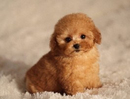罗威纳犬几个月成型：了解其成长关键期