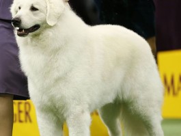 2个月罗威纳训练方法：从小培养优秀犬伴