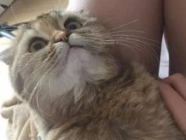 宠物眼尿多是什么原因
