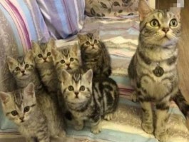 猫咪吃三文鱼好不好：宠物营养指南