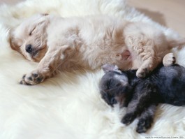 宠物犬断尾是什么原因