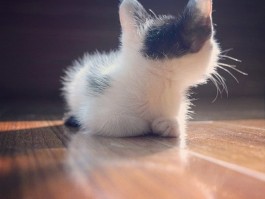猫咪吃驱虫药后反应：了解常见症状及应对措施
