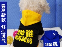 给狗狗洗牙：守护宠物口腔健康的秘诀