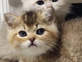 2个月的猫吃多少猫粮：幼猫喂养指南