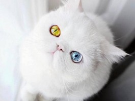狗狗可以吃榴莲吗？揭开真相！