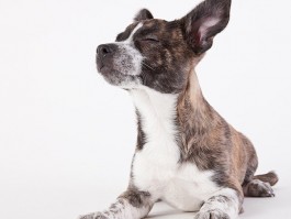 柴犬三个月体重：了解幼犬成长的关键期