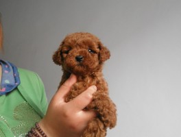 几个月的哈士奇算成犬