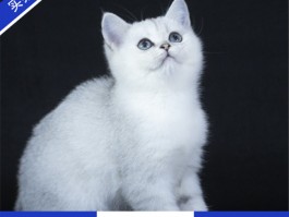 柯基犬2个月吃什么？新手家长必看喂养指南