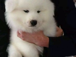 猫咪耳朵往后背：原因与应对策略