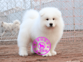 2个月幼犬狗瘟能治好吗？——幼犬疾病解析与治疗指南