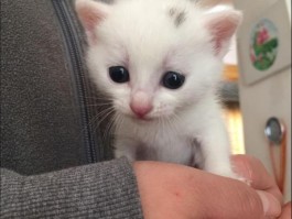 怎么辨别幼犬几个月