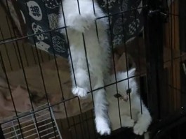 雪纳瑞两个月照片：记录成长的每一个瞬间