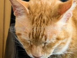 猫咪不打疫苗：潜在风险与正确认识