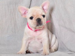 金毛八个月应该多重：了解金毛犬的生长标准