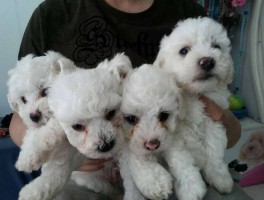 狗狗弓背发抖：原因与应对策略