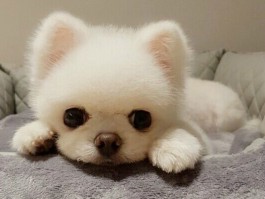 狗狗晚上叫：原因分析与应对策略