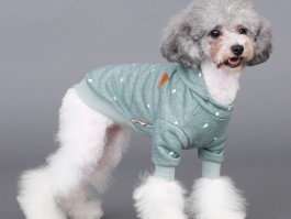 脸长的狗狗：了解这些长脸犬种的独特魅力