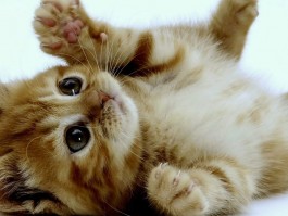 猫咪可以吃什么鱼：宠物营养指南