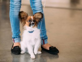 比熊八个月还长吗？比熊犬成长期的常见问题解答