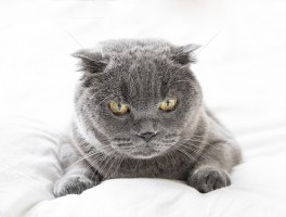 2个月小猫得猫瘟：及时诊断与治疗至关重要
