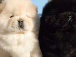 三个月的巴哥犬怎么养：新手养犬攻略