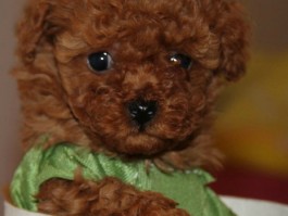 三个月比熊多少斤？探寻比熊犬的生长标准