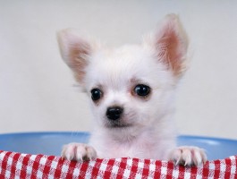 养什么狗狗比较好：最适合你的宠物犬选择指南