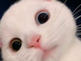 狗狗犬瘟热初期症状：及时发现，及时治疗