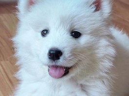 猫咪怎么区分公母图解：一看就会的实用指南