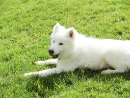 三个月的泰迪怎么训练？幼犬训练全攻略
