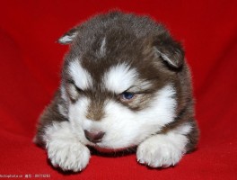 六个月的猫一天吃多少：猫咪营养与健康指南