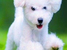 金毛几个月成型：金毛犬成长周期解析