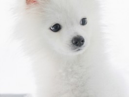 猫咪尾巴粘：原因、症状与处理方法