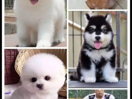 金毛幼犬几个月开始换毛：了解金毛换毛周期与护理要点