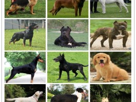 狗狗眼睛睁不开：原因、诊断与治疗方法