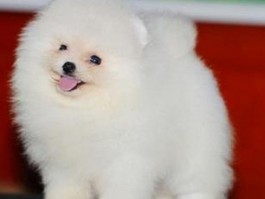 五个月的法斗吃多少：法斗幼犬喂养指南