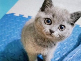 猫咪几个月打针？宠物医生为你解答