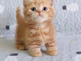 猫睡觉打鼾什么原因