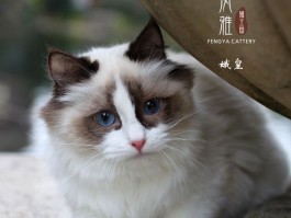猫咪耳朵痒用什么药：解决猫咪耳朵瘙痒的全方位指南