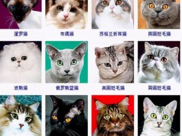 冬天狗狗会冷吗？揭秘宠物冬日保暖秘诀