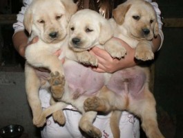 拉布拉多两个月多少斤？揭开幼犬体重之谜