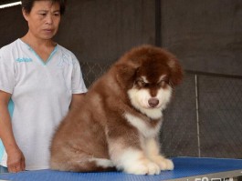 猫饿了就摇铃是什么原因？揭秘背后的行为动机