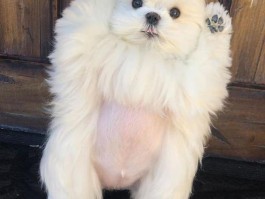 猫咪乱咬东西怎么办：宠物医生的专业建议