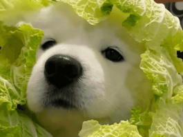 拉布拉多两个月多重：了解幼犬成长的关键阶段
