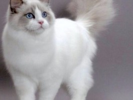 怎样养小猫咪