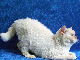 美短猫咪大全：了解这个受欢迎的猫咪品种
