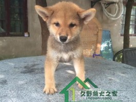 狗狗几个月大可以洗澡？新手宠物主必看指南