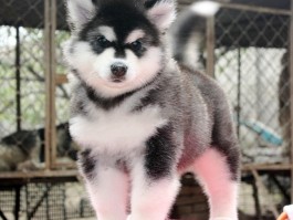 猫走变慢是什么原因？