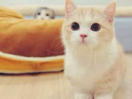 新猫咪到家：新手养猫攻略大全